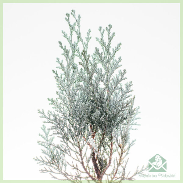 Meuli conifers variétas campuran pot 11 cm