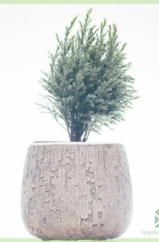 Keapje conifers mingde fariëteiten fan pot 11 sm