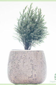 Buy coniferae mixtae varietates ollae 11 cm