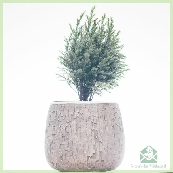 Buy coniferae mixtae varietates ollae 11 cm