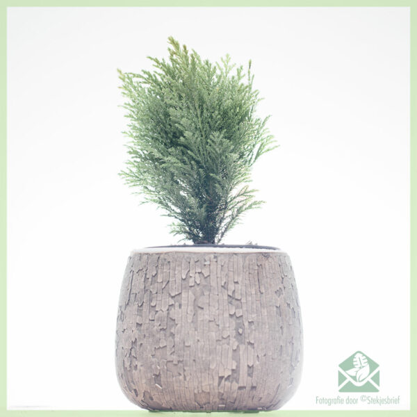 Buy coniferae mixtae varietates ollae 11 cm