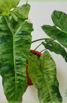 Buy Philodendron Paraiso Verde Variegata min 4 leaves