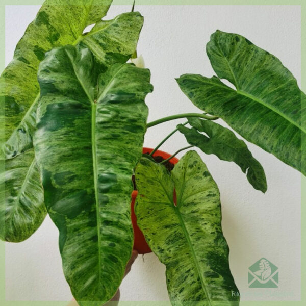 Philodendron Paraiso Verde Variegata நிமிடம் 4 இலைகளை வாங்கவும்