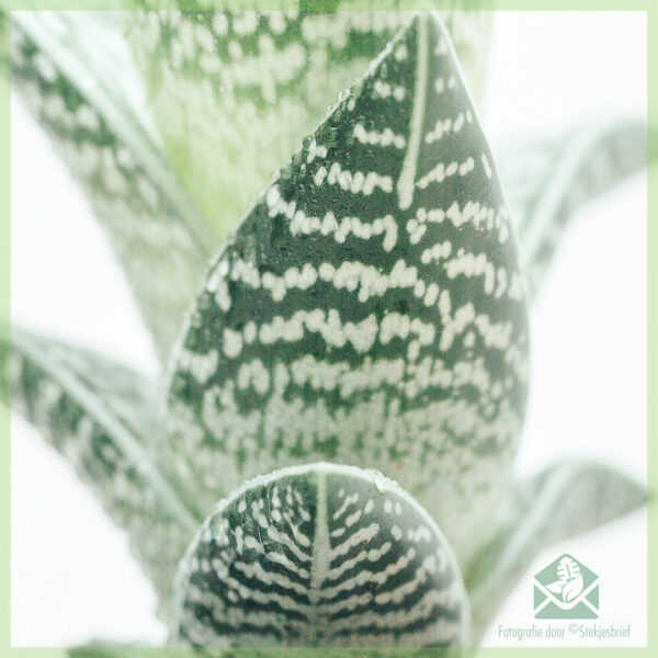 Aloë Variegata kopen en verzorgen