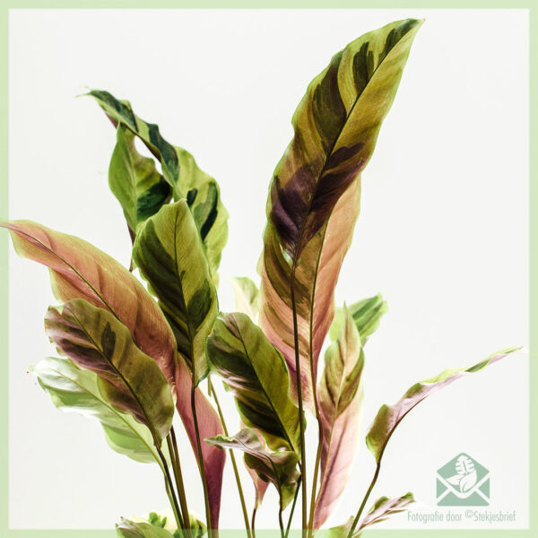 Calathea യെല്ലോ ഫ്യൂഷൻ വാങ്ങുകയും പരിപാലിക്കുകയും ചെയ്യുന്നു