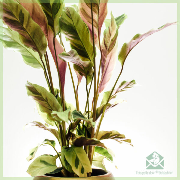 Calathea Yellow Fusion kopen en verzorgen