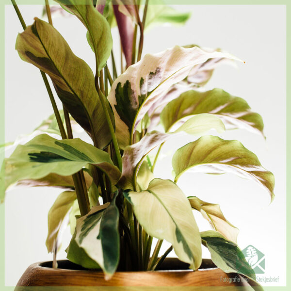 Calathea യെല്ലോ ഫ്യൂഷൻ വാങ്ങുകയും പരിപാലിക്കുകയും ചെയ്യുന്നു