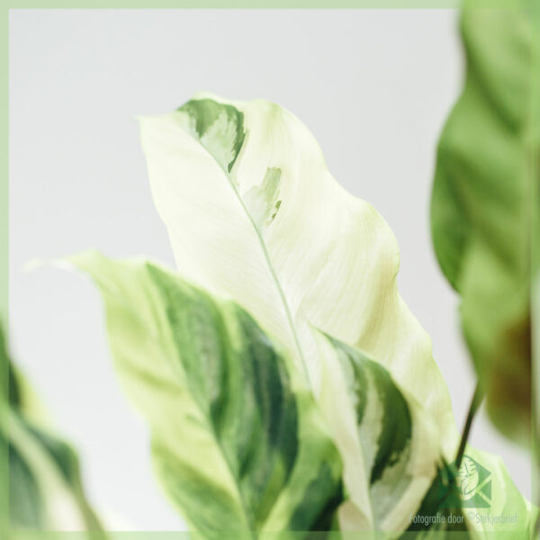 شراء ورعاية Calathea Yellow Fusion