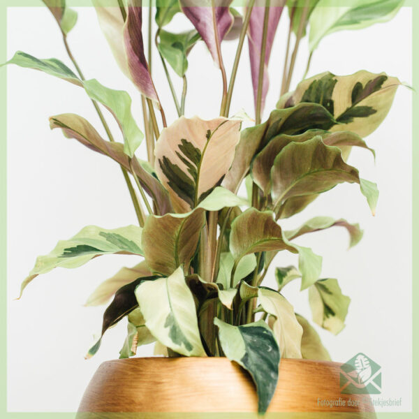 Calathea Yellow Fusion kopen en verzorgen