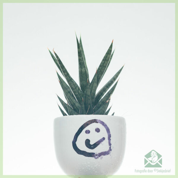 sansevieria-francisii-spear-plant-kopen