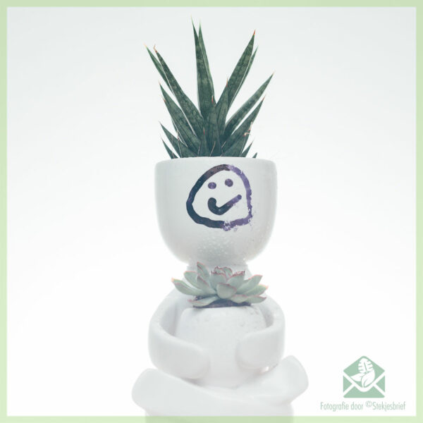 sansevieria-francisii-spear-plant-kopen