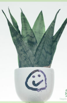 Sansevieria Zeylanica kopen