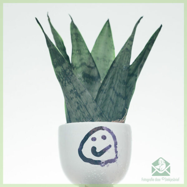 اشترِ Sansevieria Zeylanica