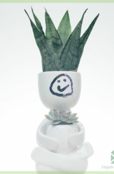 Koupit Sansevieria Zeylanica