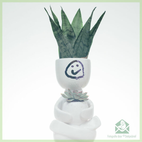 اشترِ Sansevieria Zeylanica