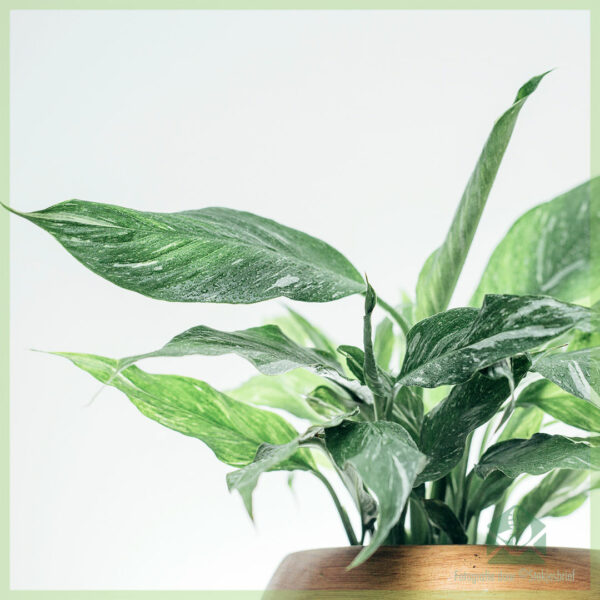 Spathiphyllum Diamond Variegata - அமைதி லில்லி வாங்கவும்