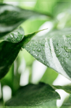 Spathiphyllum Diamond Variegata - Купете Peace Lily