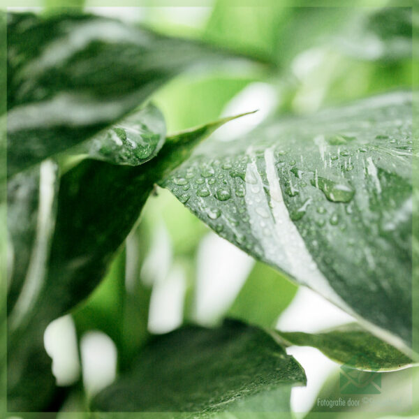 Spathiphyllum Diamond Variegata - Acheter Peace Lily