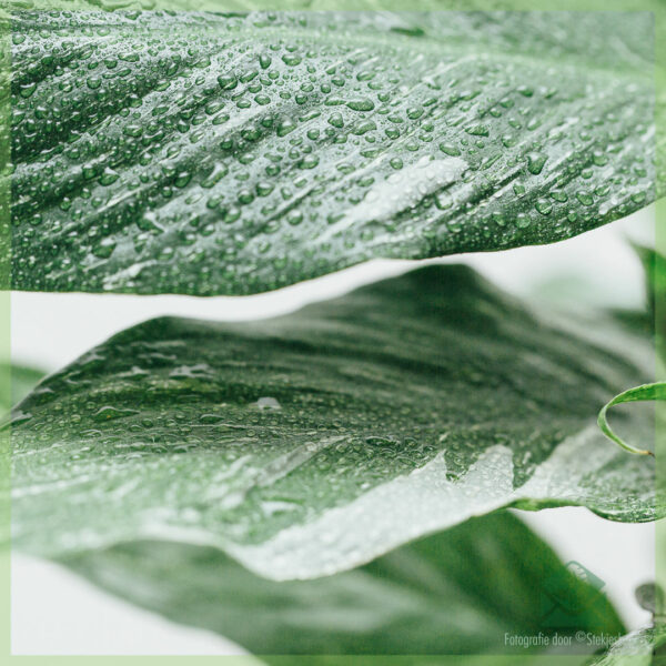 Spathiphyllum Diamond Variegata - Köp Peace Lily