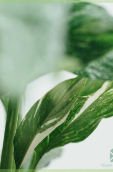 Spathiphyllum Diamond Variegata - Acheter Peace Lily