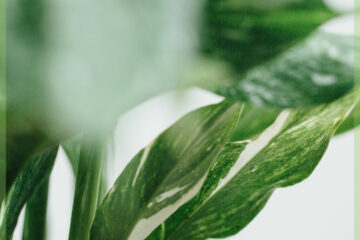 Spathiphyllum Diamond Variegata - Kjøp Peace Lily