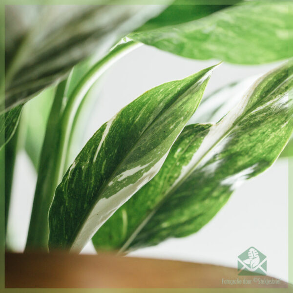 Spathiphyllum Diamond Variegata - அமைதி லில்லி வாங்கவும்