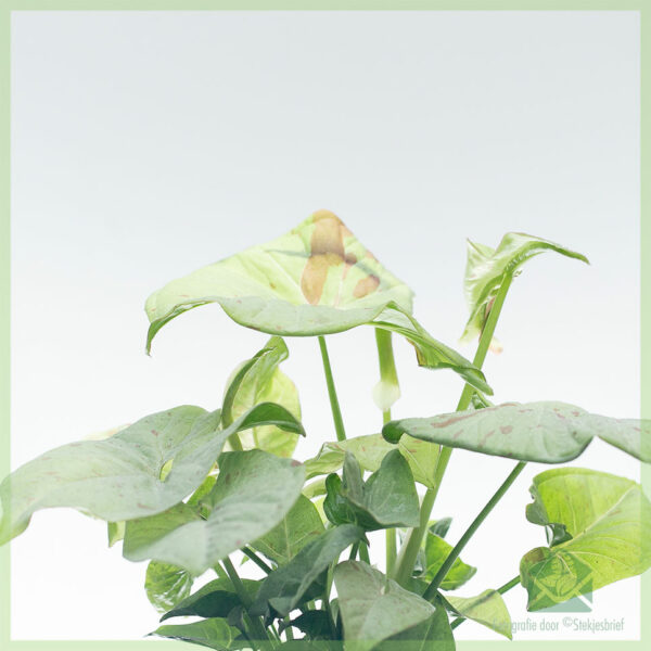 Tuku Syngonium Milk Confetti