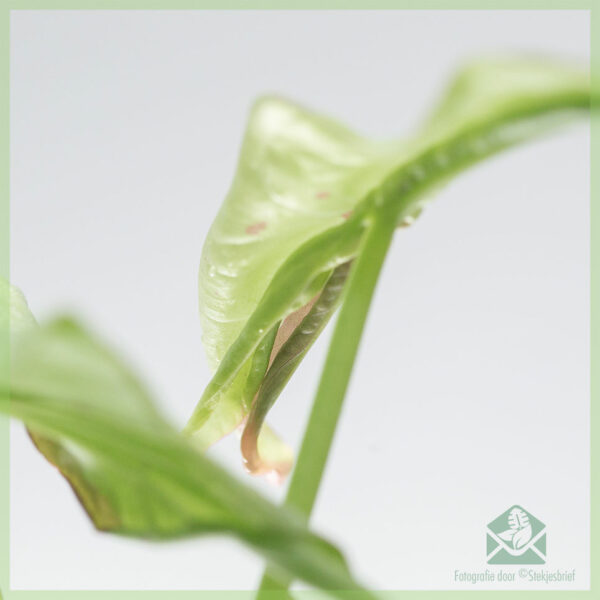 Syngonium Milk Confetti kopen