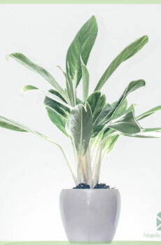 Acquistare e prendersi cura di Aglaonema 'Silver Bay'