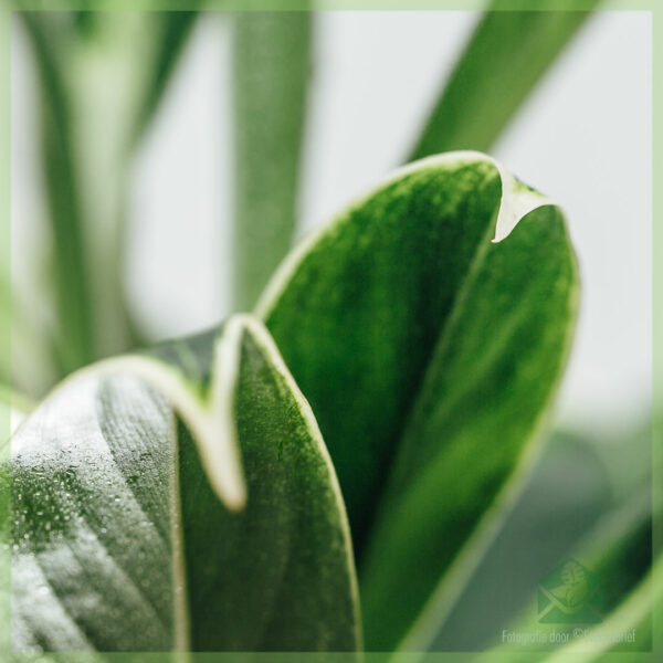 A 'ceannach agus a' toirt cùram dha Aglaonema 'Silver Bay'