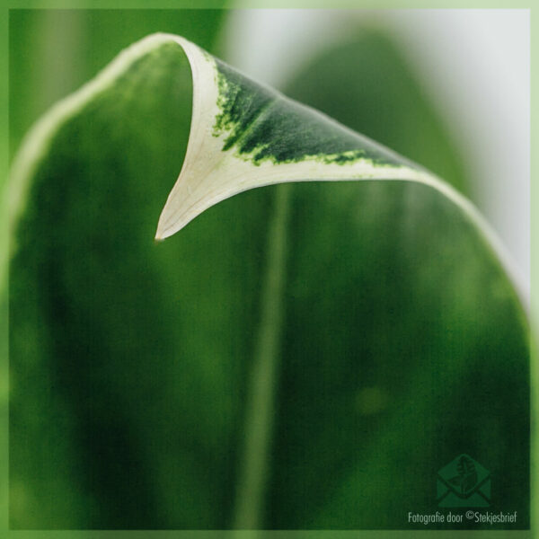 Aglaonema 'Silver Bay' kafen a këmmeren