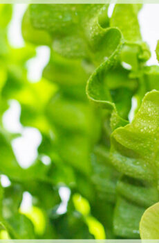 Asplenium Nidus varen plantje kopen