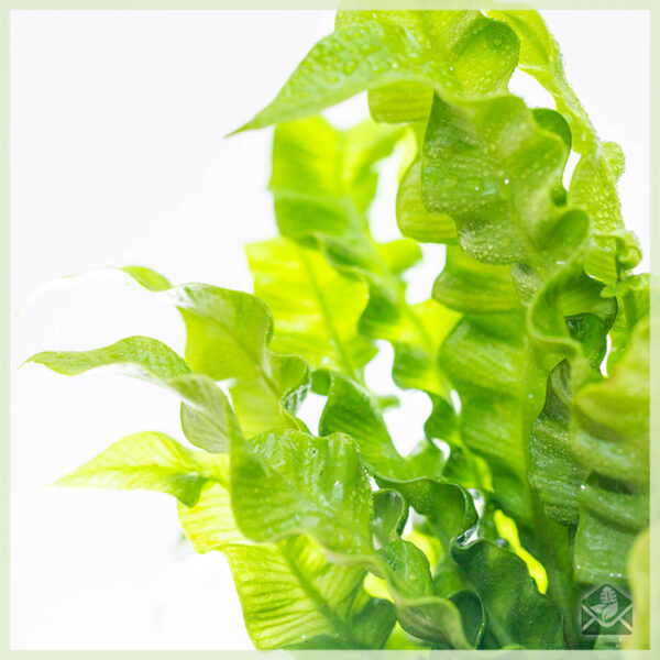 Asplenium Nidus 고사리 식물 구입