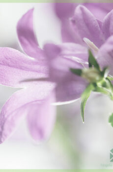 Tuku Campanula portenschlagiana bellflower perennials