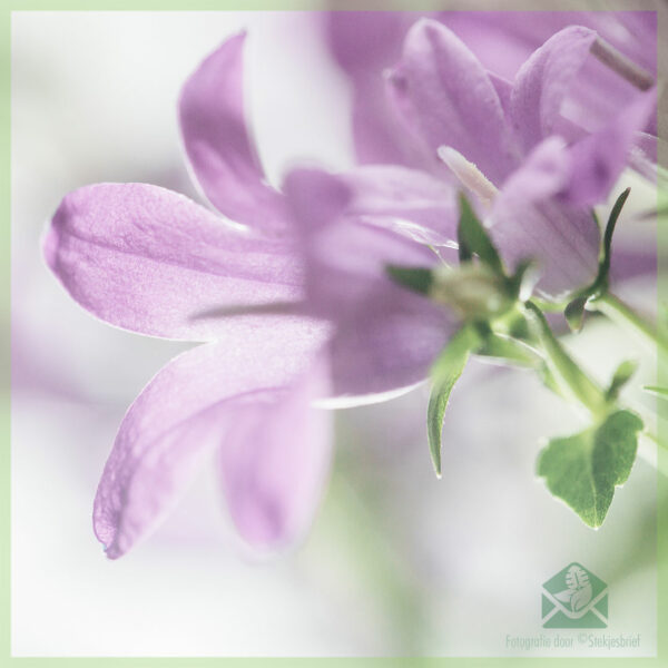 Glockenblumenstauden Campanula portenschlagiana kaufen