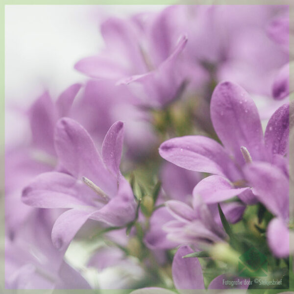 Glockenblumenstauden Campanula portenschlagiana kaufen