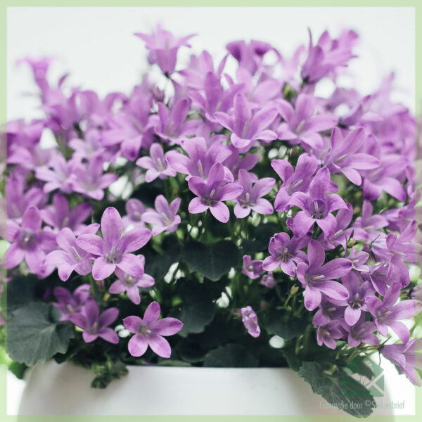 Glockenblumenstauden Campanula portenschlagiana kaufen