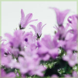 Campanula portenschlagiana klokjesbloem vaste planten kopen