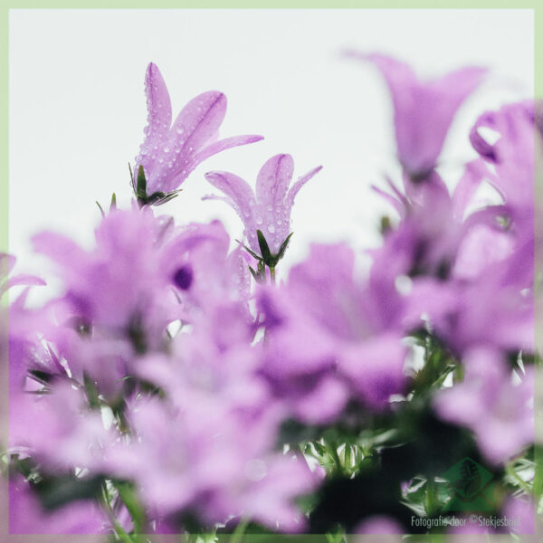 Fa'atau le Campanula portenschlagiana bellflower perennials