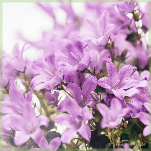 Blini bimë shumëvjeçare Campanula portenschlagiana me lule zile