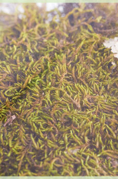 Fa'atau teuteuga moss moss flat moss 100 g mo moss art