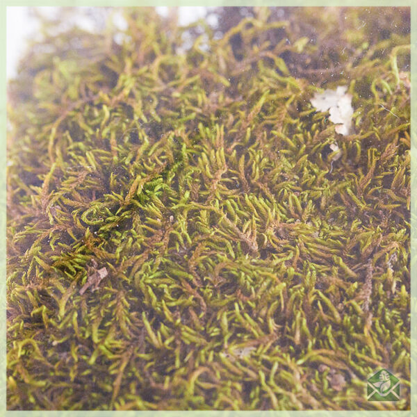 Decoratie platmos flat moss 100 g voor moskunst kopen