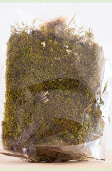 Decoratie platmos flat moss 100 g voor moskunst kopen