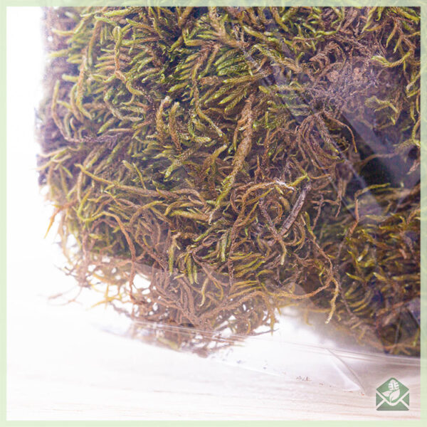 Decoratie platmos flat moss 100 g voor moskunst kopen