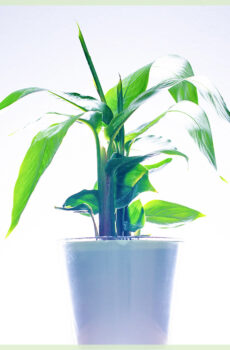 Heliconia 이국적인 꽃 식물 구입 및 관리
