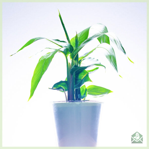 Купете и се грижите за екзотично цъфтящо растение Хеликония