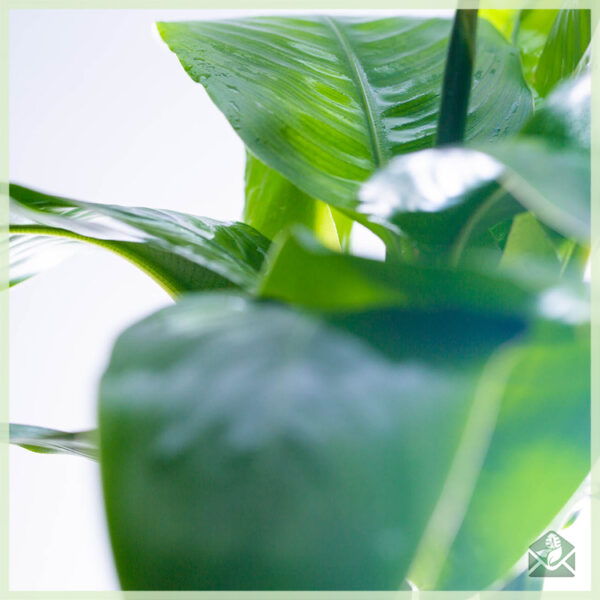 Αγοράστε και φροντίστε το εξωτικό ανθοφόρο φυτό Heliconia
