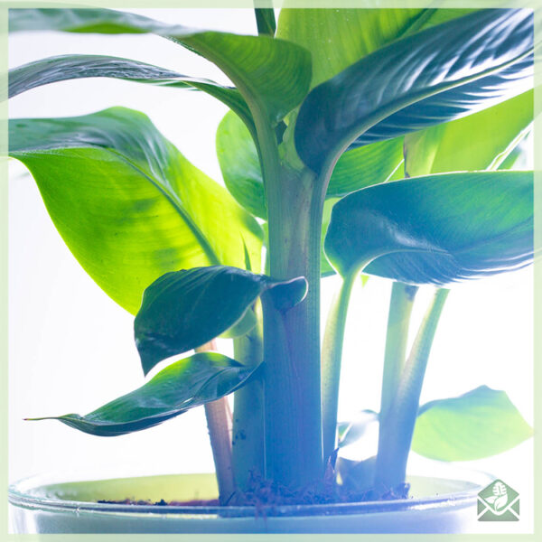 Купете и се грижите за екзотично цъфтящо растение Хеликония