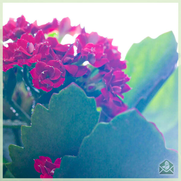Kalanchoe kalanchoë bloeiende mini vetplantje
