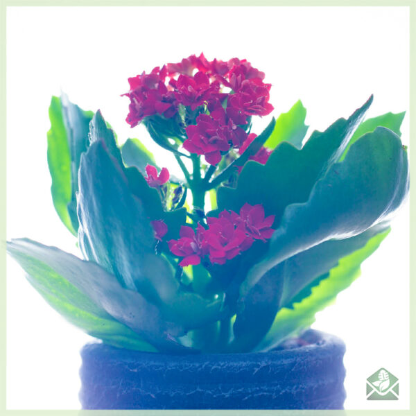 Kalanchoe kalanchoe 開花迷你肉質植物